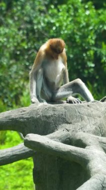Tropik bölgelerdeki tahta çitteki hortumlu maymun. Borneo. Labuk Koyu, Malezya.