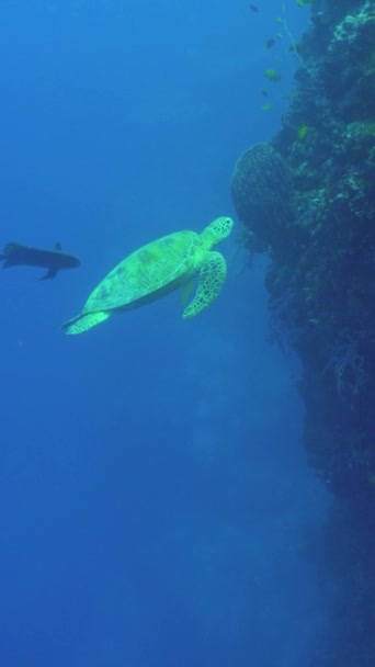 Havssköldpaddor Sin Naturliga Livsmiljö Vatten Sipadan Malaysia — Stockvideo
