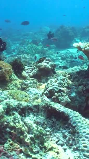 Blue Sea Water Peixes Tropicais Peixes Subaquáticos Tropicais Sipadan Malásia — Vídeo de Stock