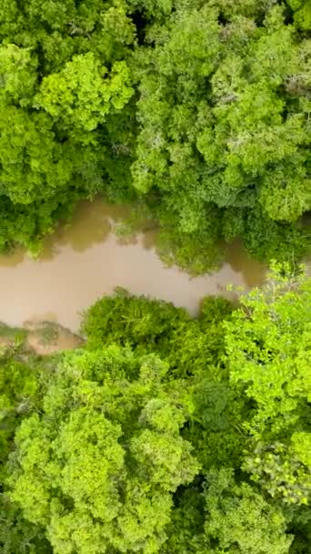 Rivier Het Regenwoud Tussen Groene Jungle Uitzicht Van Boven Borneo — Stockvideo