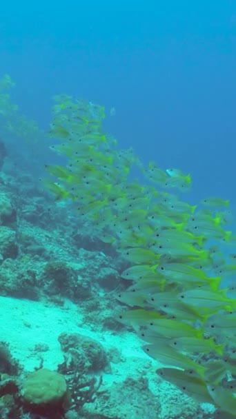 Kleurrijk Tropisch Koraalrif Tropisch Koraalrif Onderwater Vissen Koralen Sipadan Maleisië — Stockvideo