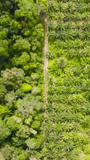 Oliepalmplantages Regenwoud Palmolie Landgoed Borneo Maleisië Milieuvernietiging — Stockvideo
