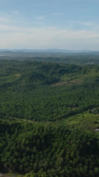 Luchtfoto Van Palmolieplantages Regenwoud Palmolie Landgoed Borneo Maleisië Milieuvernietiging — Stockvideo