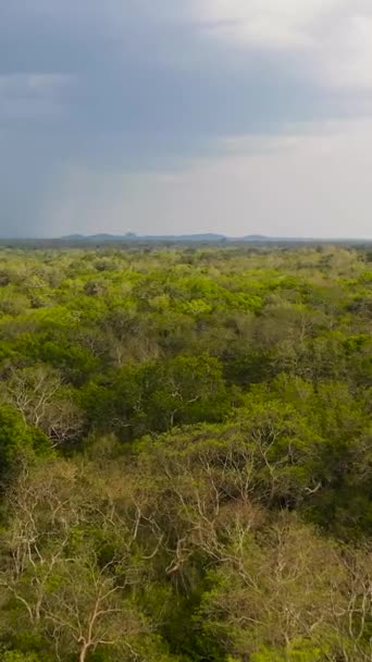 国立公園内のジャングルや熱帯雨林 スリランカ — ストック動画