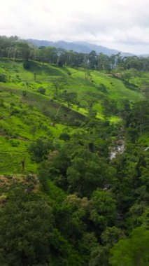 Yeşil çay arazisinin havadan görünüşü. Sri Lanka 'daki çay tarlaları. Dikey video.