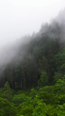 Tropik dağ sırası ve dağ yamaçlarında yağmur ormanları. Sri Lanka. Dikey video.