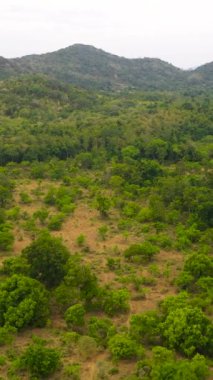 Dağ tepeleri ormanla kaplı dağ manzarasının hava aracı. Dağ yamaçlarında yemyeşil sebzeler. Dikey video.