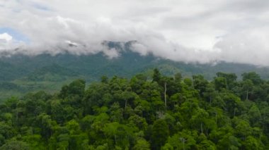 Yağmur ormanları ve ormanlarla kaplı dağ yamaçları. Borneo, Malezya.
