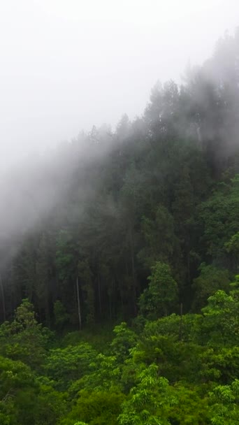 Tropické Pohoří Horské Svahy Deštným Pralesem Srí Lanka Svislé Video — Stock video