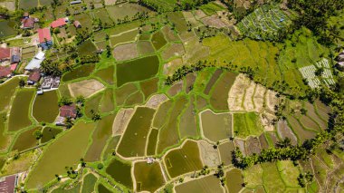 Pirinç tarlalarının ve tropik bölgelerdeki tarım arazilerinin havadan görünüşü. Sumatra. Endonezya.