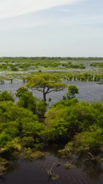 Kumana Ulusal Parkı 'nda tropikal bitki örtüsüyle göl manzarası. Sri Lanka.