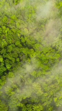 Yağmur ormanlarının ve bulutların arasındaki ormanın havadan görünüşü. Sri Lanka.