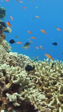 Tropikal Deniz Burnu Su Altında Yaşam. Tropik sualtı balığı. Sipadan, Malezya.