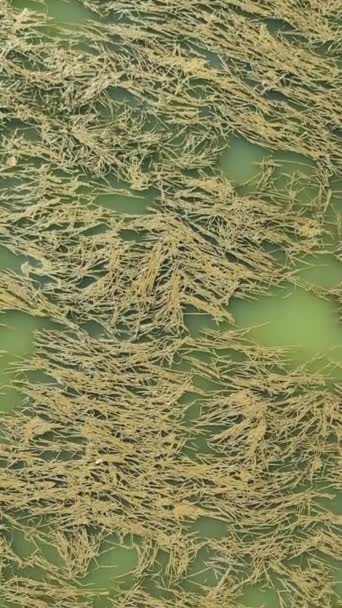 带有海藻和海藻的海面无人驾驶飞机 — 图库视频影像