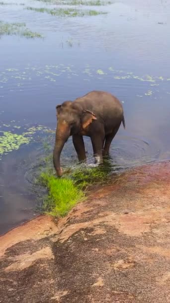 Elefánt Légi Képe Mocsaras Területeken Dzsungelben Arugam Öböl Srí Lanka — Stock videók