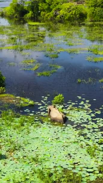 Elephant Lake Feeds Grass Kumana National Park Sri Lanka — Vídeo de Stock