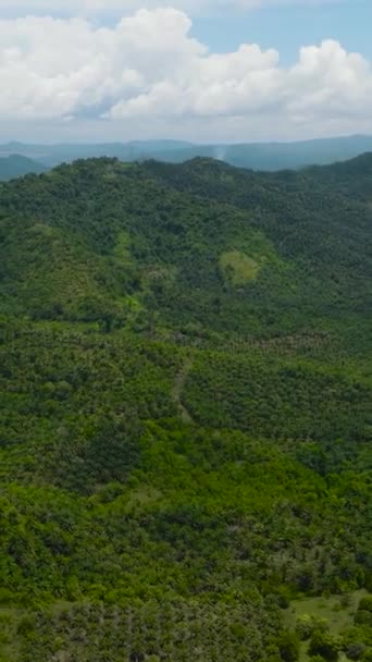 Palmoljeplantager Bland Regnskog Och Djungel Borneo Malaysia — Stockvideo