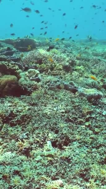 Θαλάσσιες Καταδύσεις Υποβρύχια Πολύχρωμο Τροπικό Τοπίο Κοραλλιογενή Ύφαλο Σιπαντάν Μαλαισία — Αρχείο Βίντεο
