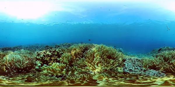 Tropical fishes and coral reef at diving. Beautiful underwater world with corals and fish. 360VR Video.