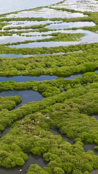 Mangrove Trees Shallow Water Sri Lanka Mangrove Landscape — Stock Video