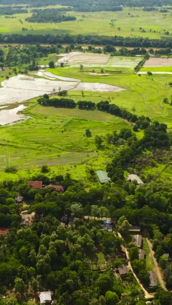 Вид Сверху Зеленые Рисовые Поля Шри Ланки — стоковое видео