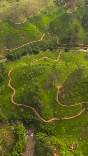 Aerial View Green Tea Plantations Mountainous Province Sri Lanka Tea — Video