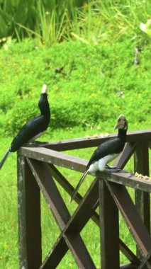 Tahta korkulukta boynuz gagası ekmek yiyor. Gergedan kuşu yedekte. Borneo. Labuk Koyu, Malezya.
