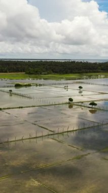 Sri Lanka kırsalındaki pirinç tarlalarının ve tarım arazilerinin insansız hava aracı.