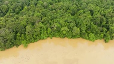 Yağmur ormanlarındaki nehir, yeşil ormanların arasında. Borneo, Malezya.