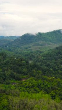 Dağların hava manzaralı yağmur ormanları, bulutlu ağaçlar. Sri Lanka.