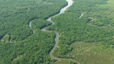Borneo adasında orman ve mangrovlar. Malezya.