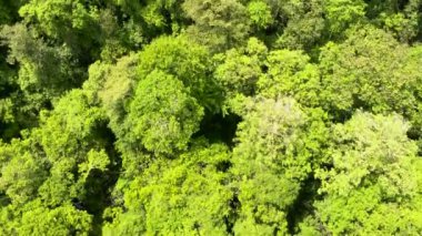 Tropikal bitki örtüsü olan yağmur ormanlarının havadan görünüşü. Borneo, Malezya.