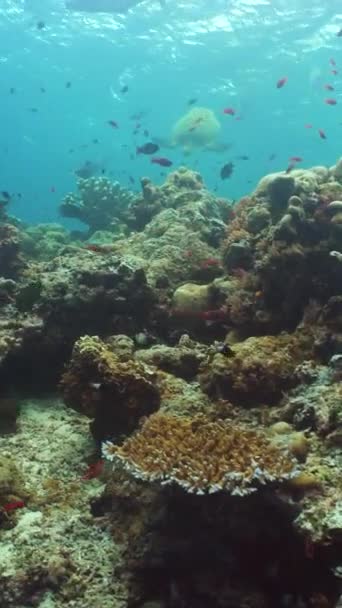 Тропічний Кораловий Риф Рибами Твердим Яким Коралами Сіпадан Малайзія — стокове відео