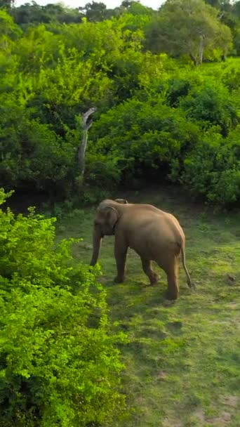 Vista Aérea Jovens Elefantes Selva Parque Nacional Sri Lanka — Vídeo de Stock