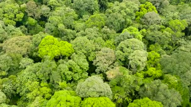 Regnskog Och Grön Djungel Borneo Malaysia — Stockvideo