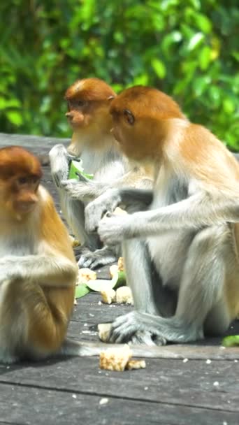 Πίθηκοι Προβοσκίδες Τρώνε Τρόφιμα Που Παρασκευάζονται Από Ανθρώπους Βόρνεο Κόλπος — Αρχείο Βίντεο