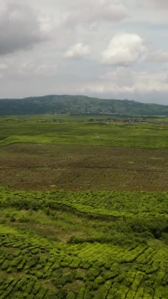 Pemandangan Udara Perkebunan Teh Dan Lahan Pertanian Sumatera Perkebunan Teh — Stok Video