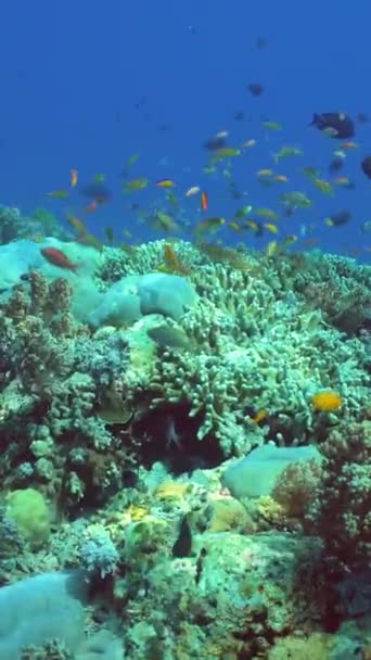 Koraalrif Onder Water Met Tropische Vissen Hard Zacht Koraal Onderwaterlandschap — Stockvideo