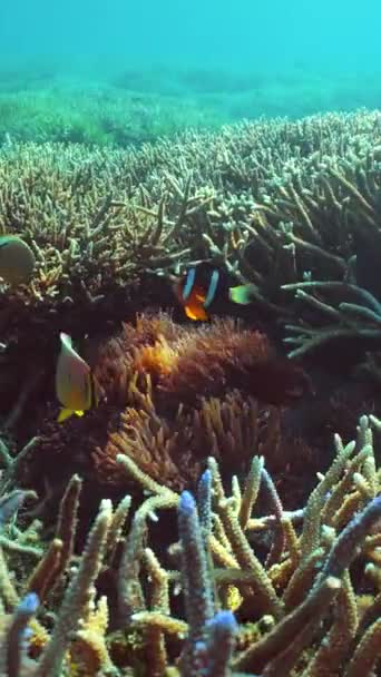 Tropikalne Ryby Rafie Koralowej Scena Podwodna Sipadan Malezja — Wideo stockowe
