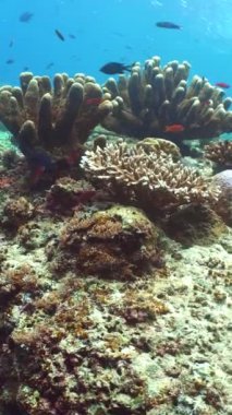 Resif Mercan Tropikal Bahçesi. Tropik sualtı balığı. Renkli tropikal mercan resifi. Sipadan, Malezya.