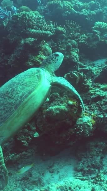 Морська Черепаха Тропічному Морі Сіпадан Малайзія — стокове відео