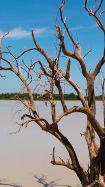 Tropikal bitki örtüsünün arasındaki gölde yaşlı ölü bir ağaç. Sri Lanka Ulusal Parkı.