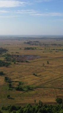 Tarım arazileri ve pirinç tarlaları olan tropikal manzaranın havadan görünüşü. Sri Lanka. Dikey video.
