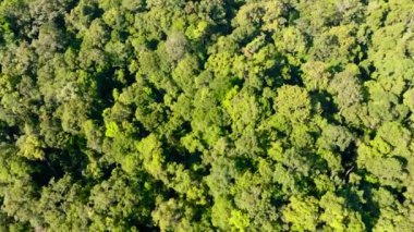 Borneo adasındaki yağmur ormanlarının ve ağaçların en üst manzarası. Evergreen ormanı. Malezya.