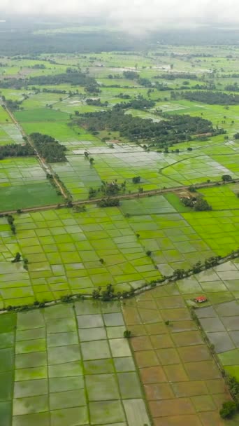 Рисовые Поля Сельскохозяйственные Угодья Сельской Местности Вид Сверху Шри Ланка — стоковое видео