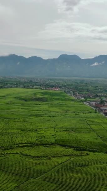 Lahan Pertanian Dan Pertanian Dengan Tanaman Daerah Pegunungan Kayu Aro — Stok Video