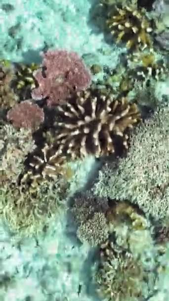 Widok Powietrza Rafy Koralowej Ryb Czystej Turkusowej Wodzie Borneo Malezja — Wideo stockowe