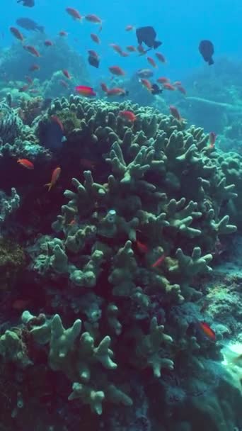 Kleurrijk Tropisch Koraalrif Hard Zacht Koraal Onderwaterlandschap Reisvakantie Concept Sipadan — Stockvideo