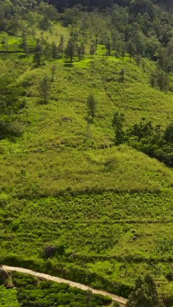 Tea Plantations Sri Lanka Mountain Landscape Tea Estate — Stockvideo