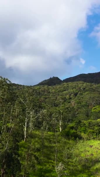 스리랑카의 지방에서 우림과 비디오 — 비디오